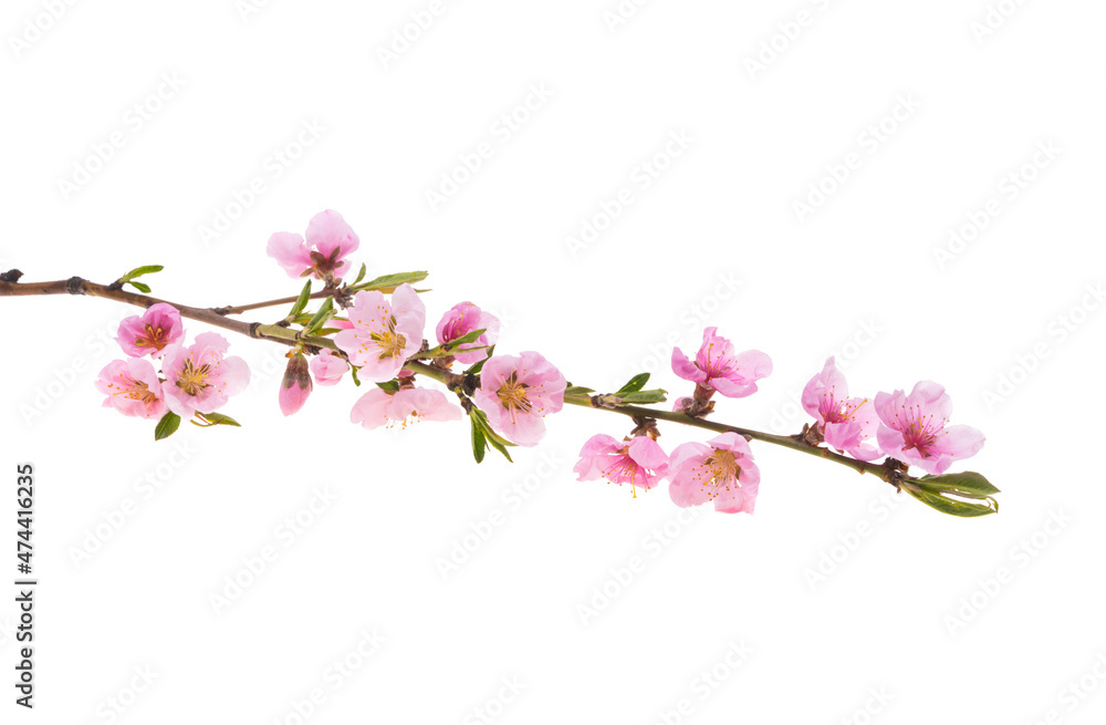 sakura flower isolated