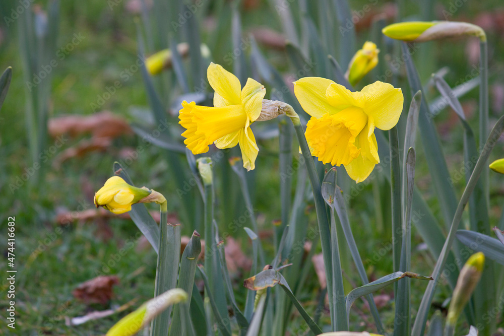blooming yellow daffodils in a flower bed close up