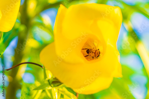 Honey bees climb fly into yellow Oleander flower in Mexico. photo