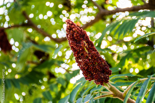 Rhus typhina (staghorn sumac) tree in park. Bucharest, Romania. photo