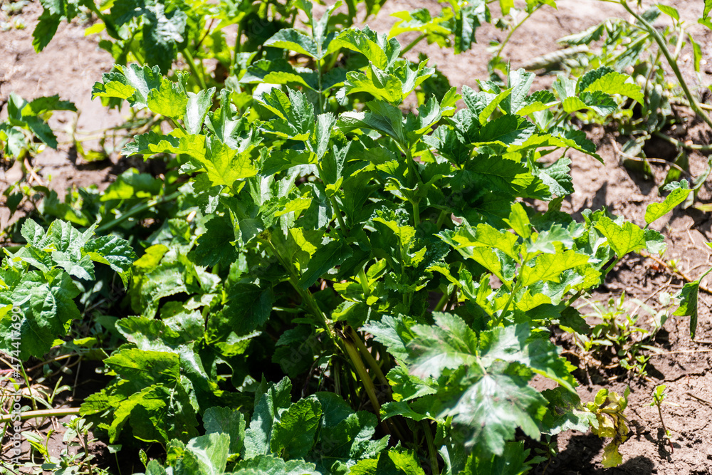 Parsnip (Pastinaca sativa) planted in garden. Parsnip (Pastinaca sativa) planted in garden.