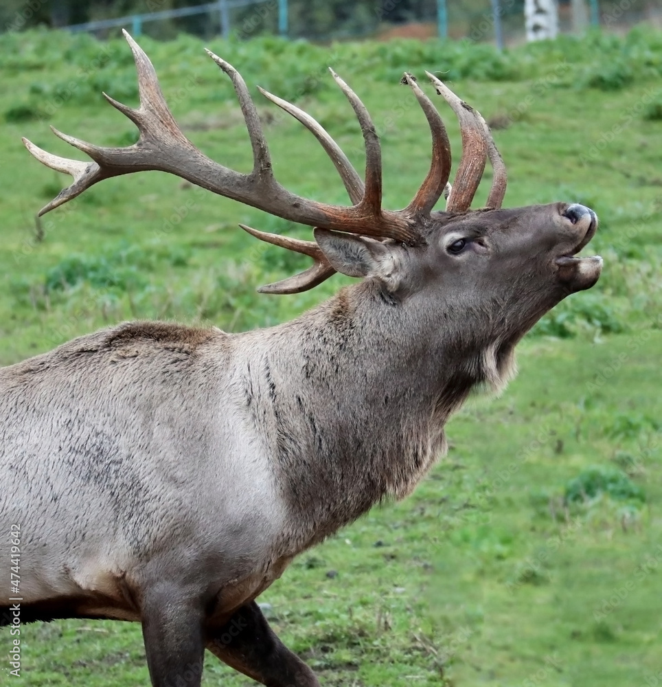 Red deer with horns close-up