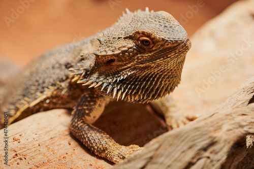 female bearded dragon in terrarium spreads its beard