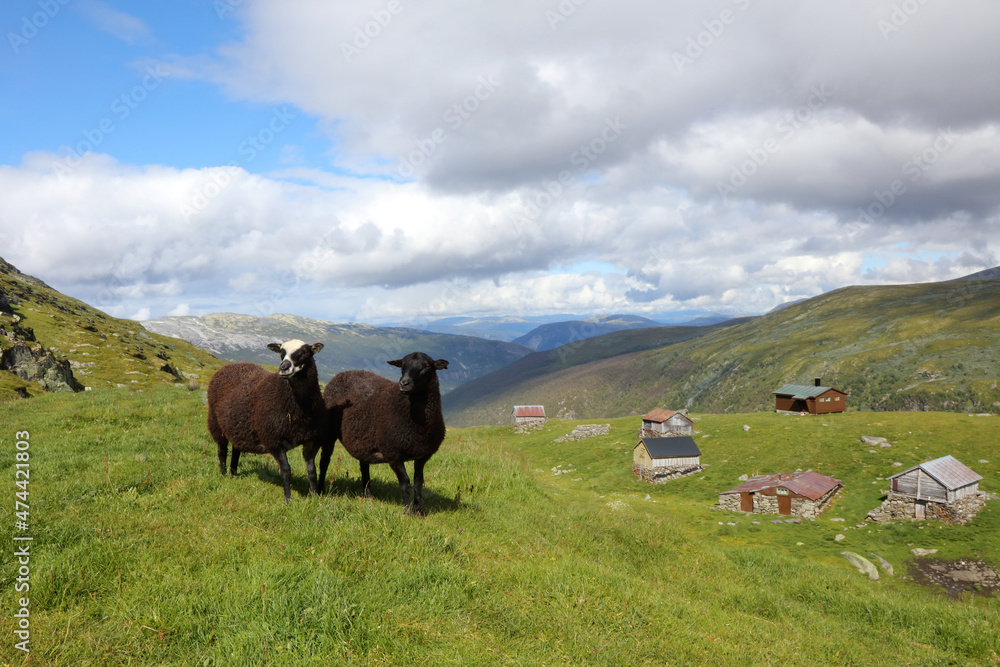 Schaf in Aurlandsvegen / Sheep at Aurlandsvegen / Ovis