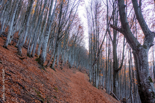 Fototapeta Naklejka Na Ścianę i Meble -  Autumn beech forest on a mountain slope