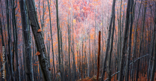 Fototapeta Naklejka Na Ścianę i Meble -  Autumn beech forest on a mountain slope