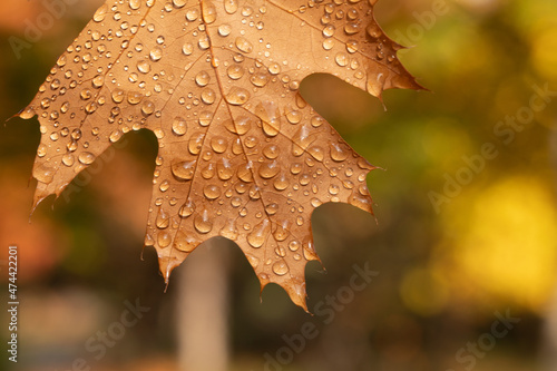 Fallen yellow oak leaves with raindrops. Macro.