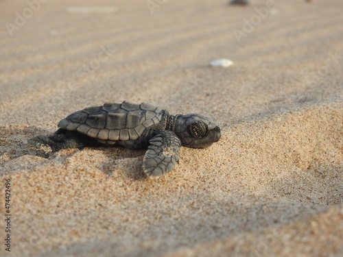 Sea turtle on the sand © hector