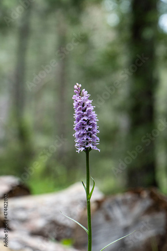 wild orchid on the mountain
