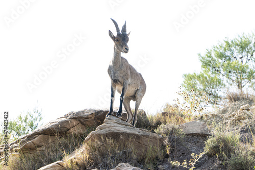 Hispanic goat on the rocks