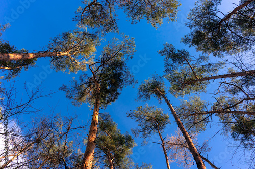 Fototapeta Naklejka Na Ścianę i Meble -  Tall pine trees against a blue sky with clouds. Bottom view of the tops of the pine trees against the sky