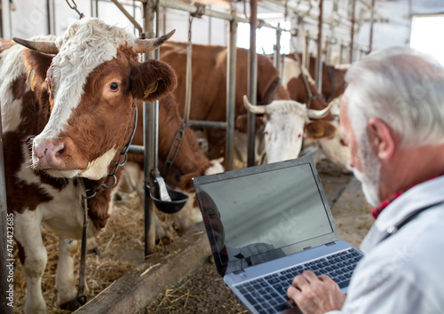 Veterinarian working on laptop in front of cows in stable
