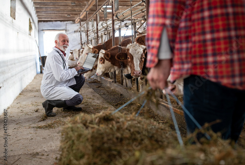 Fotografie, Obraz Farmer and veterinarian working in cow stable