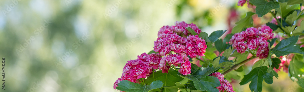 Pink decorative hawthorn flowers on a green defocused background. Pink decorative hawthorn flowers on a green defocused background.