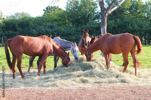 Pferde fressen am Heuhaufen photo