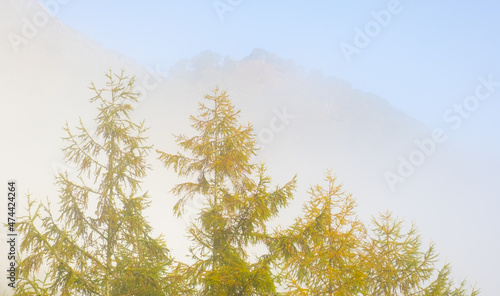 Mists on the trees in autumn, Endara reservoir, Navarra, Spain photo