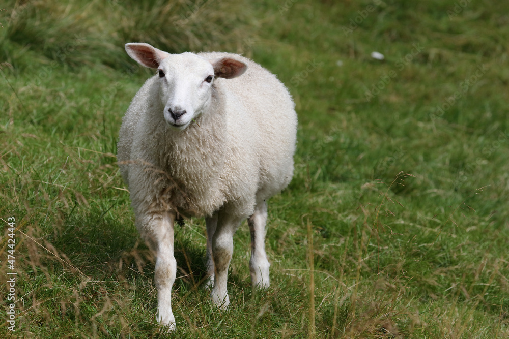 Schaf / Sheep / Ovis. Schaf / Sheep / Ovis.