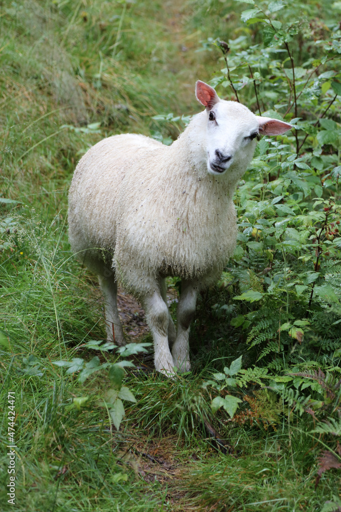 Naklejka premium Schaf / Sheep / Ovis.