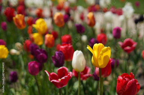 Stand out Tulip