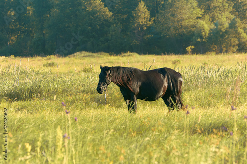 Black horse