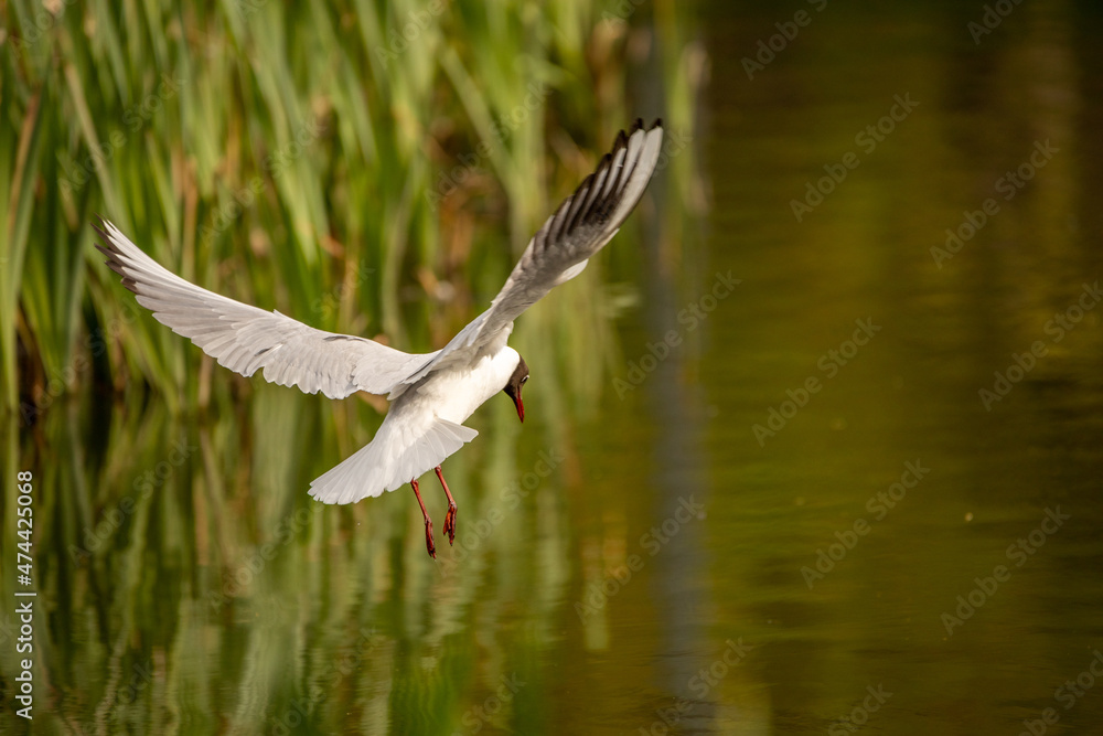 Big white seagull on a background of blue sky