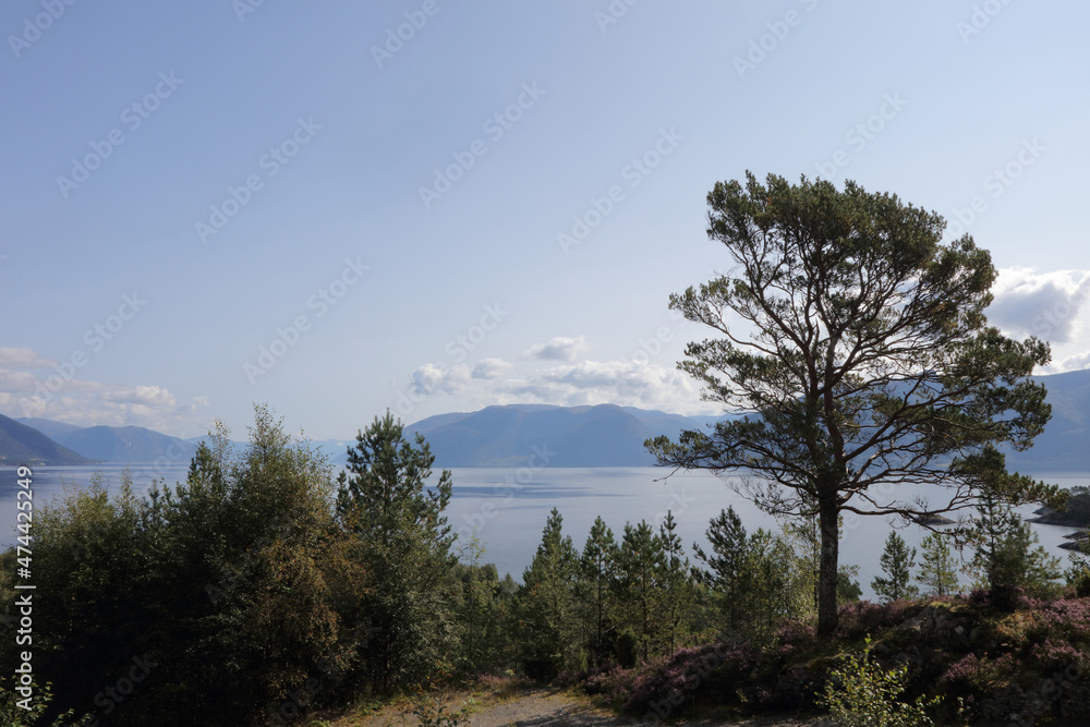 Obraz premium Norwegen - Sognefjord bei Nordrevik und Vadheim / Norway - Sognefjorden near Nordrevik and Vadheim /