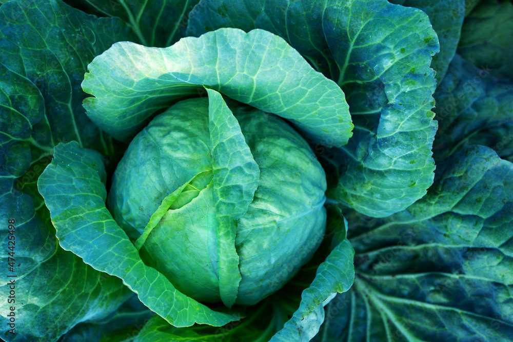 Obraz premium Big green cabbage on the farm. Vegetarian food background.