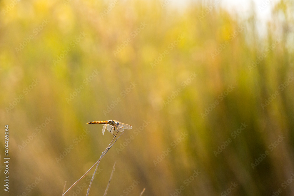 Orange dragonfly perched on a stick against a brightly lit reed background Orange dragonfly perched on a stick against a brightly lit reed background