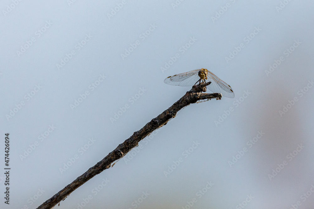 Front view green dragonfly on a black stick against a blue sky Front view green dragonfly on a black stick against a blue sky