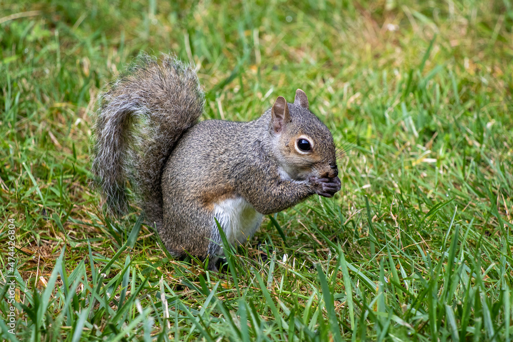 A cute grey squirrel going about his day. A cute grey squirrel going about his day.
