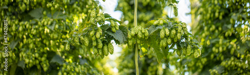 Canvas Green hops on the bush. Industrial hop growing.