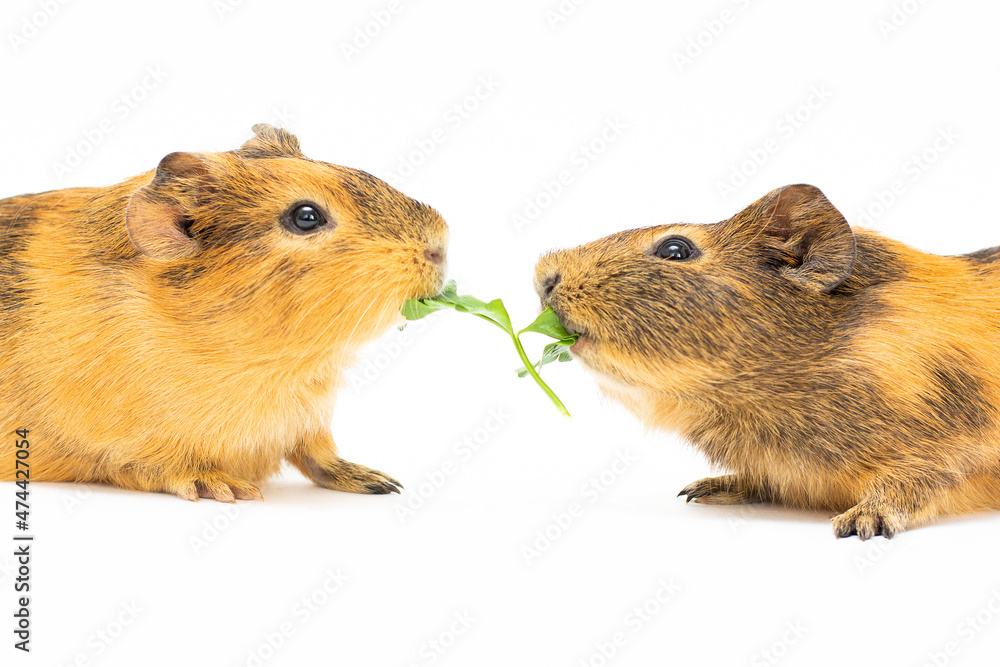Two guinea pigs eat dill grass Isolated on white background. Two guinea pigs eat dill grass Isolated on white background.