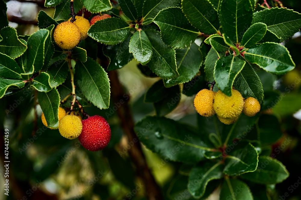 Φωτογραφία Ripe red and yellow fruits of the Arbutus unedo tree at the end of autumn
