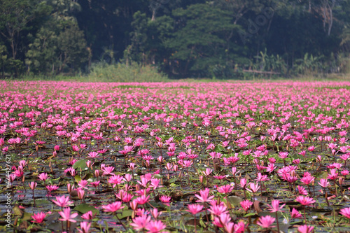 Wallpaper Mural Red Water lily Torontodigital.ca
