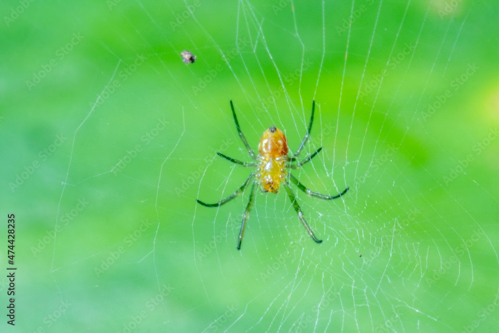 A small spider hanging on its web A small spider hanging on its web