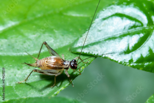 A bug posing on top of a leaf © Said