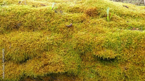 Forestry. Moss surface of boreal mixed forest, moss mat, silken cover. Type of brown hypnum leaf - stemmed mosses Brachythecium, duff and down timber, fallen tree soon fouling agent and rots photo