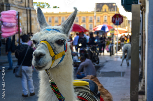 Canvas-taulu Lama in Bogotá