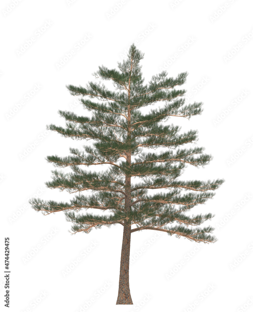 Green Pine, christmas tree isolated on white background. Banner design, 3D illustration, cg render Green Pine, christmas tree isolated on white background. Banner design, 3D illustration, cg render