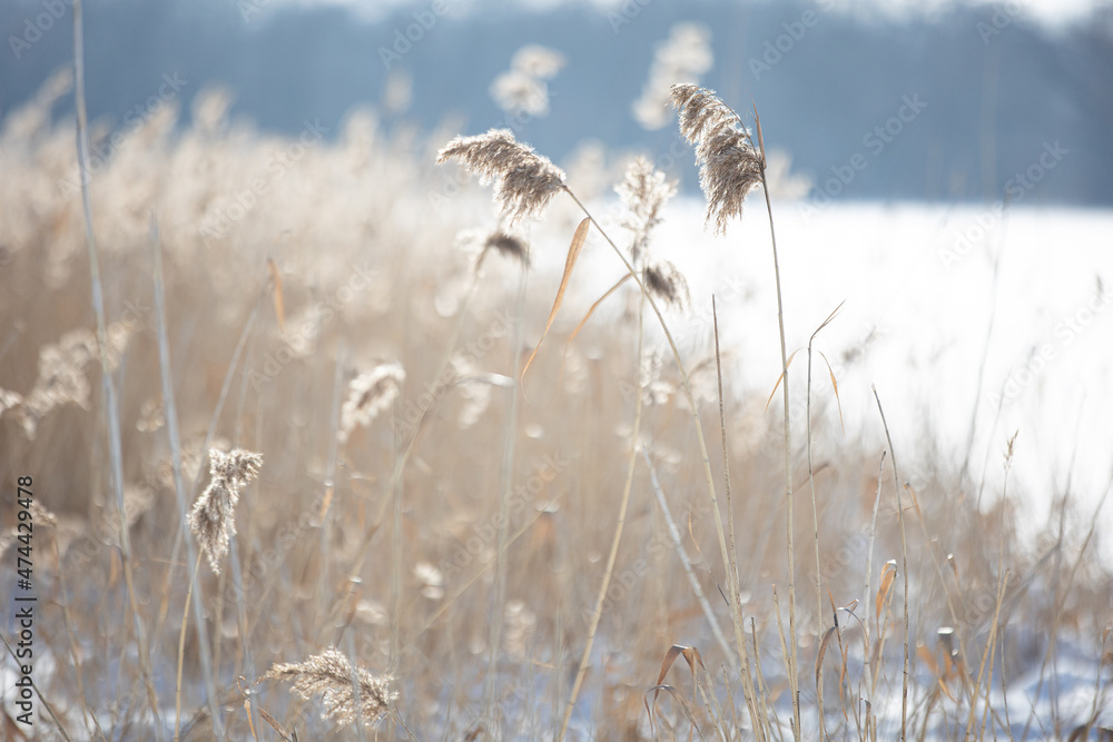 Obraz premium Winterlicht mit Schilf und Schnee