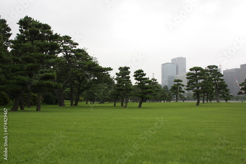 grass landscape
