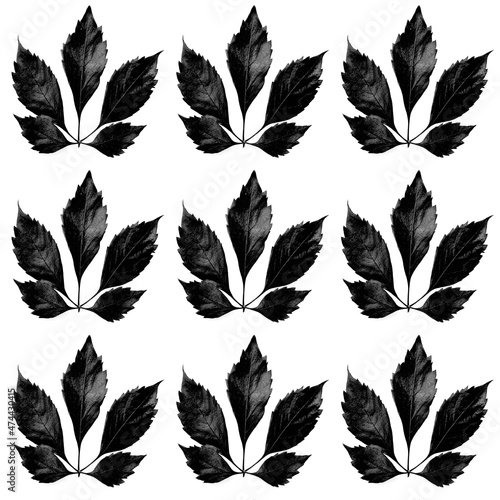 pattern from black leaf silhouette © Vera Kuttelvaserova