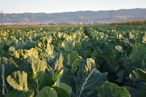 Tierras de cultivo,Agricultura