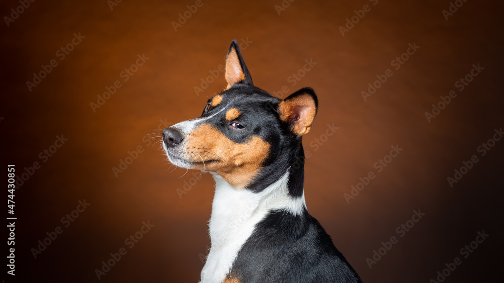 Portrait of african basenji breed dog against brown background