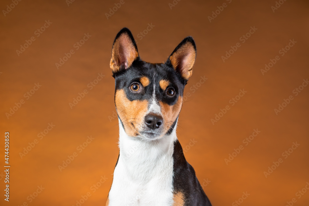 Portrait of young dog of african basenji breed of tricolor color black and orange and white against brown background