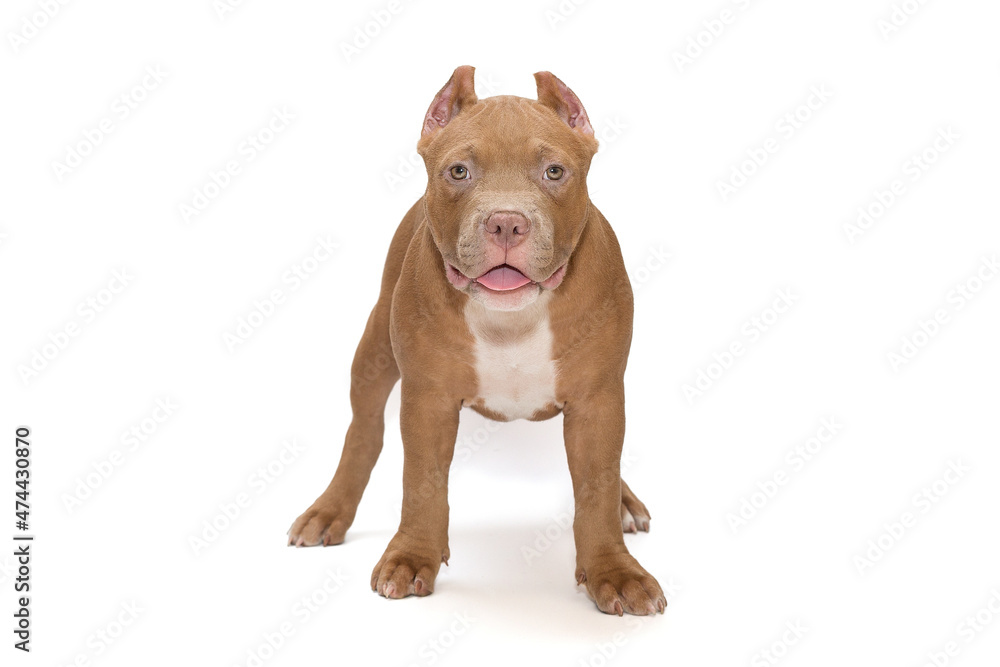 Fototapeta premium Small, funny American Bully puppy