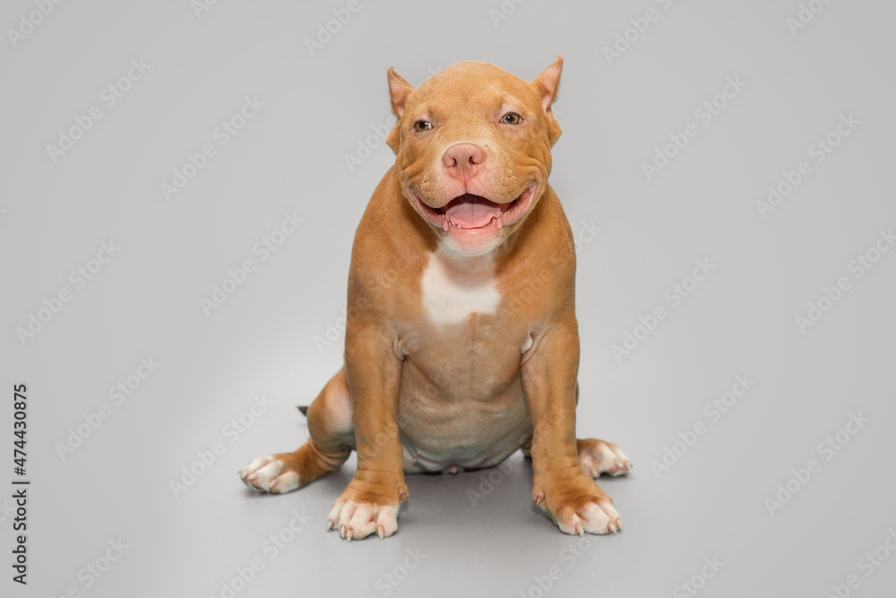 Small, funny American bully puppy