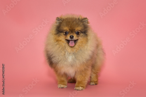 Red Pomeranian puppy with beautiful hair