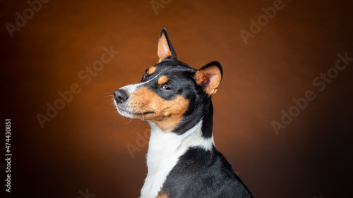 Принти на полотні Portrait of african basenji breed dog against brown background