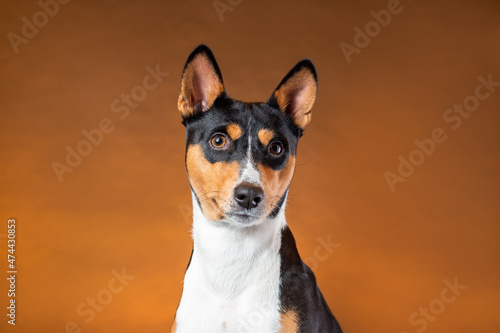 Portrait of young dog of african basenji breed of tricolor color black and orange and white against brown background photo